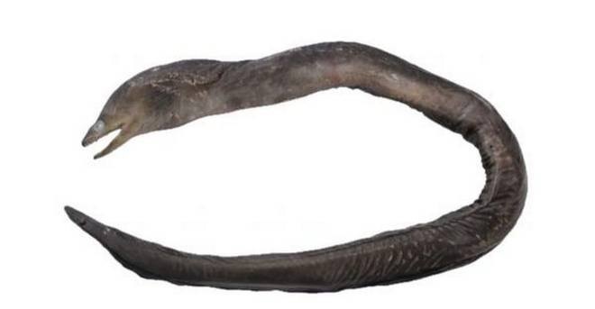 species of EELS discovered